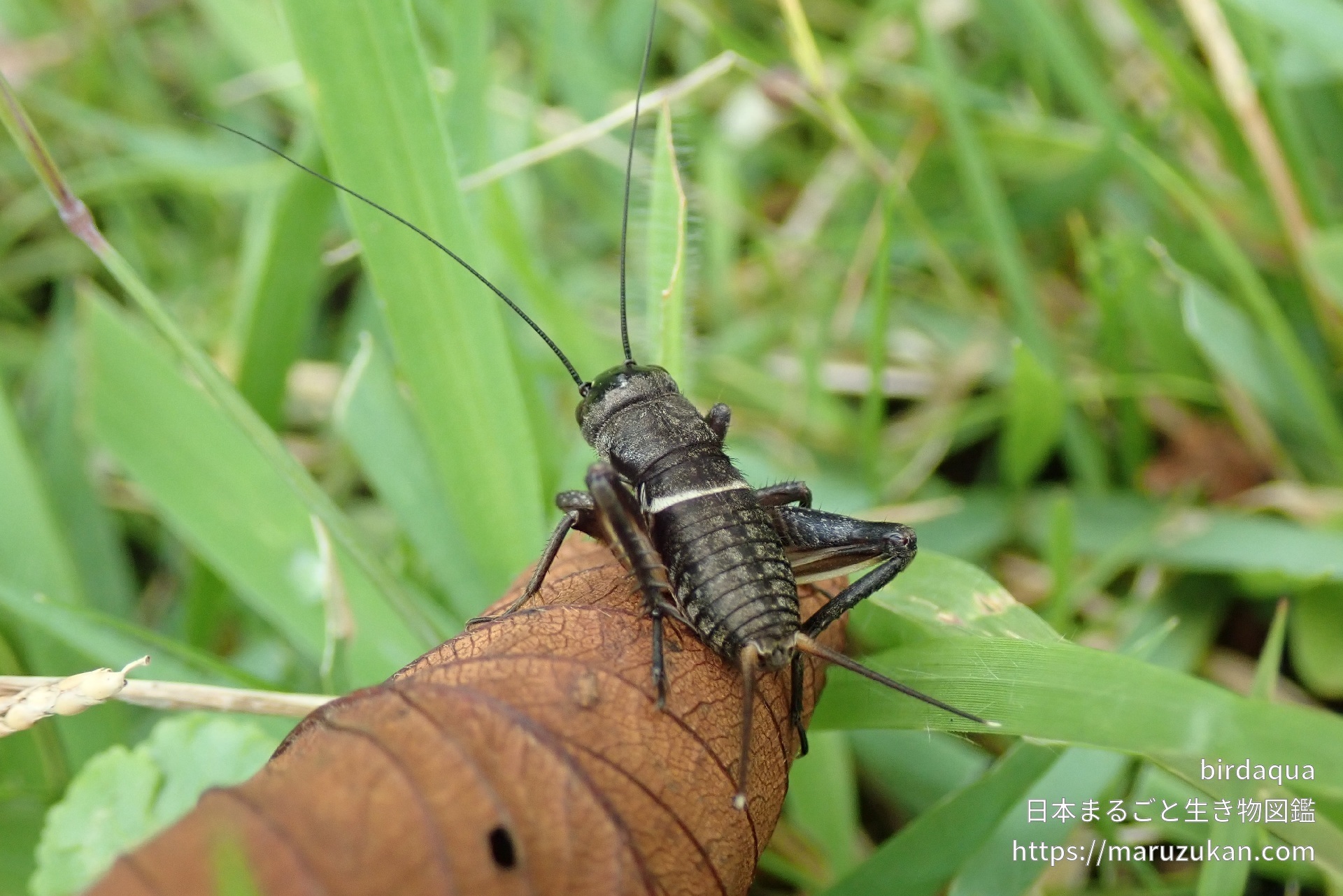 エンマコオロギ 日本まるごと生き物図鑑