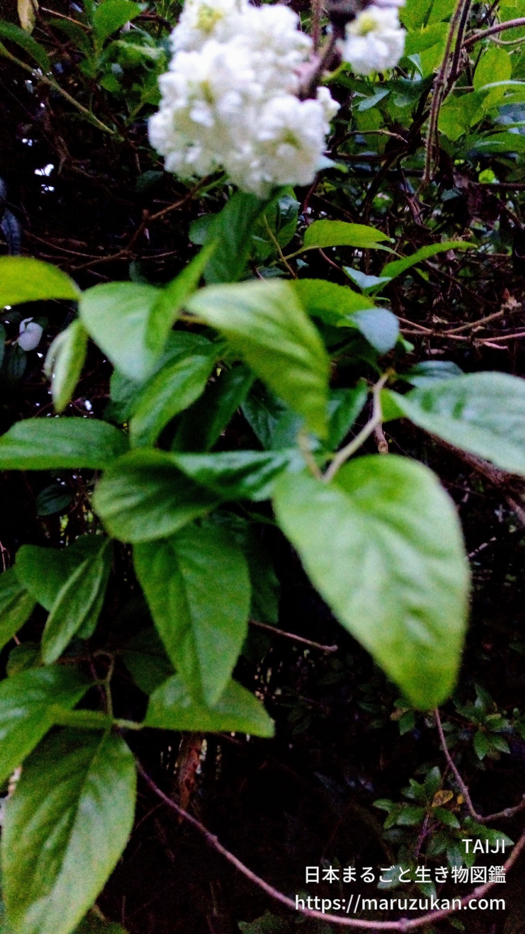 シジミバナ 日本まるごと生き物図鑑