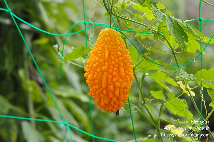 ツルレイシ 日本まるごと生き物図鑑