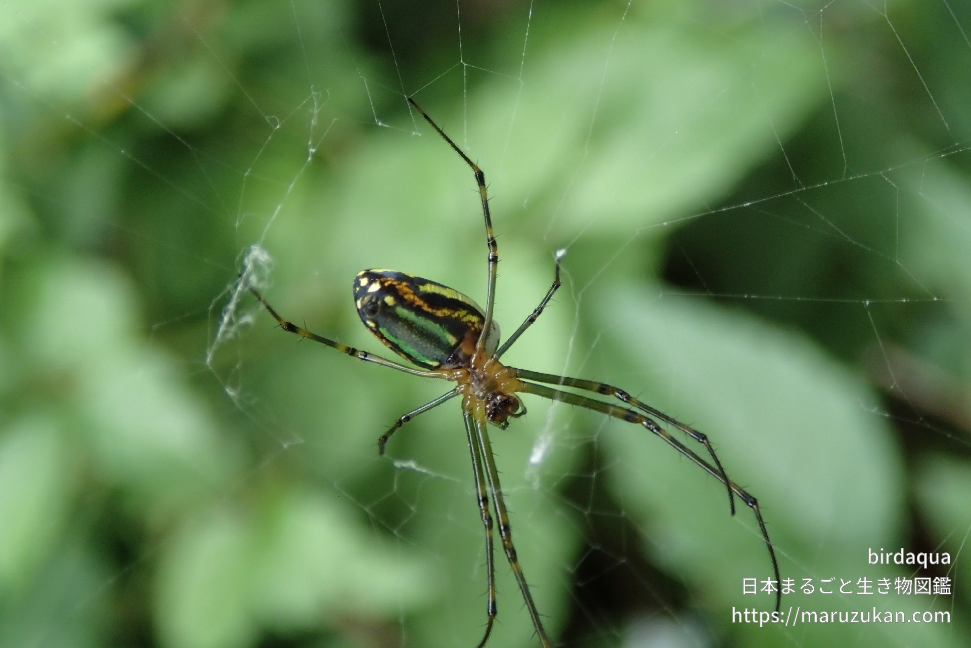 チュウガタシロカネグモ 日本まるごと生き物図鑑