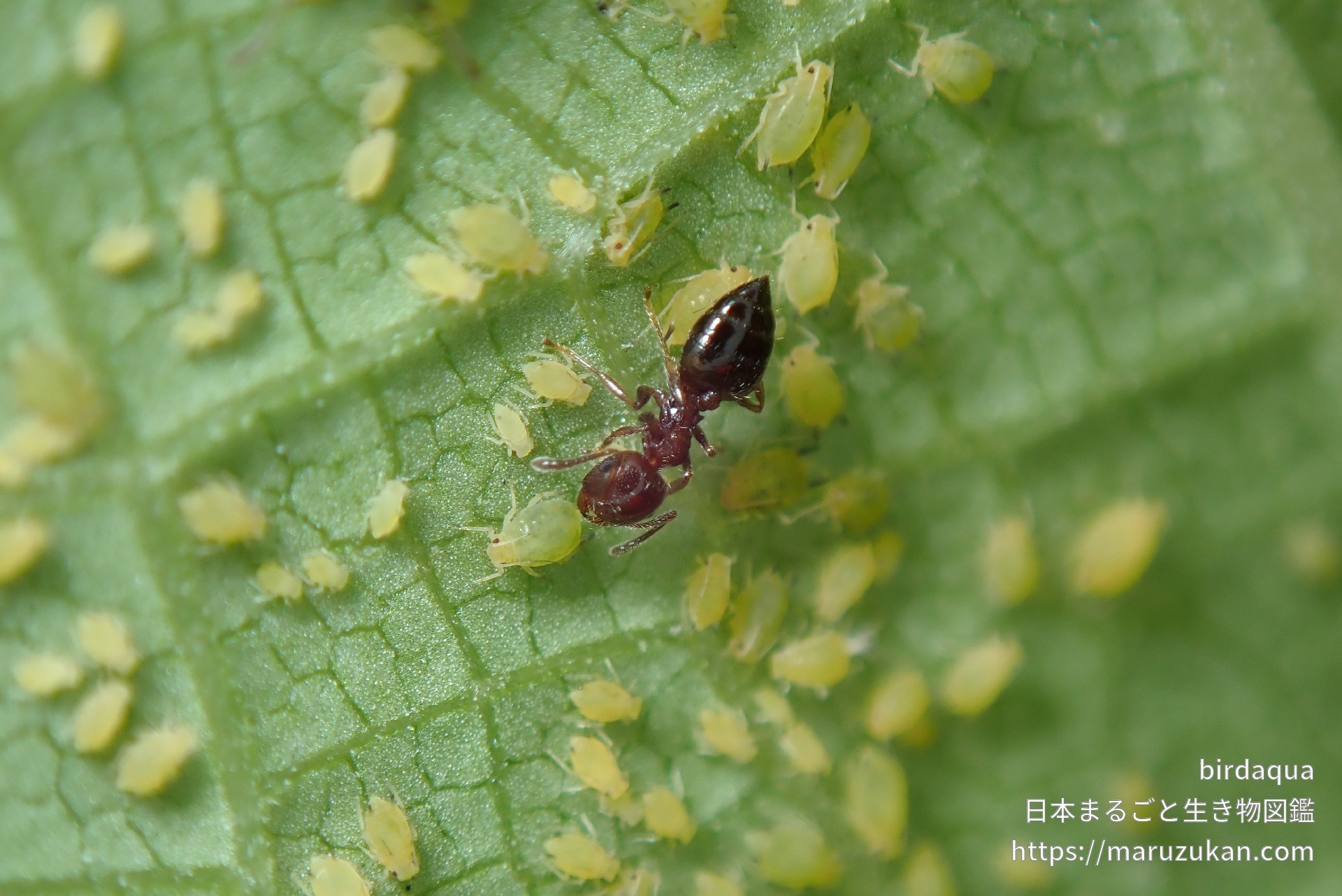 ハリブトシリアゲアリ 日本まるごと生き物図鑑