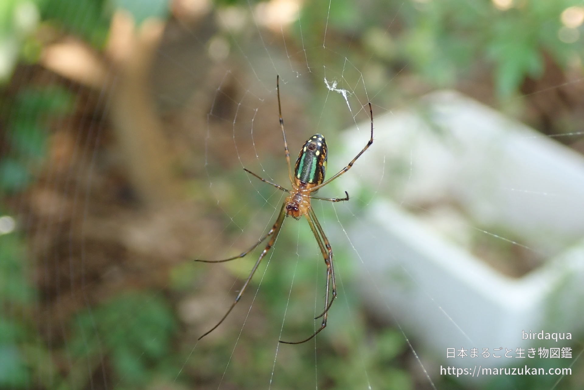 チュウガタシロカネグモ 日本まるごと生き物図鑑