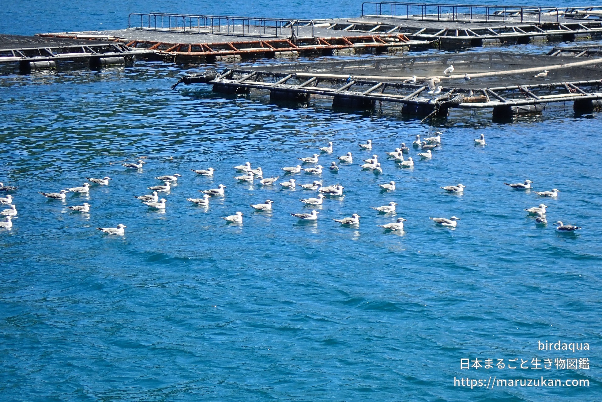 ウミネコ 日本まるごと生き物図鑑