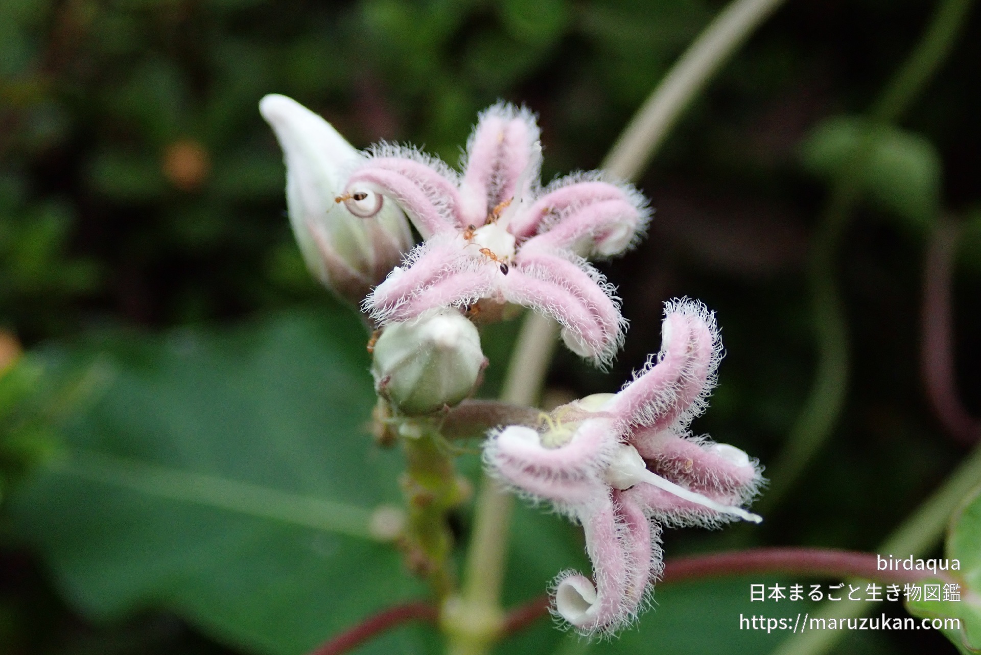ガガイモ 日本まるごと生き物図鑑
