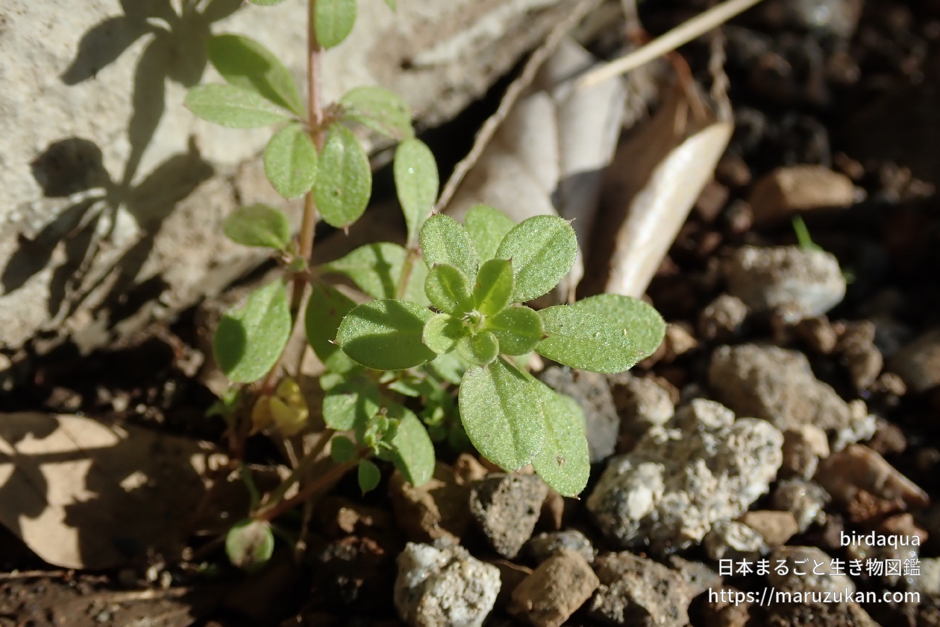 ヤエムグラ 日本まるごと生き物図鑑