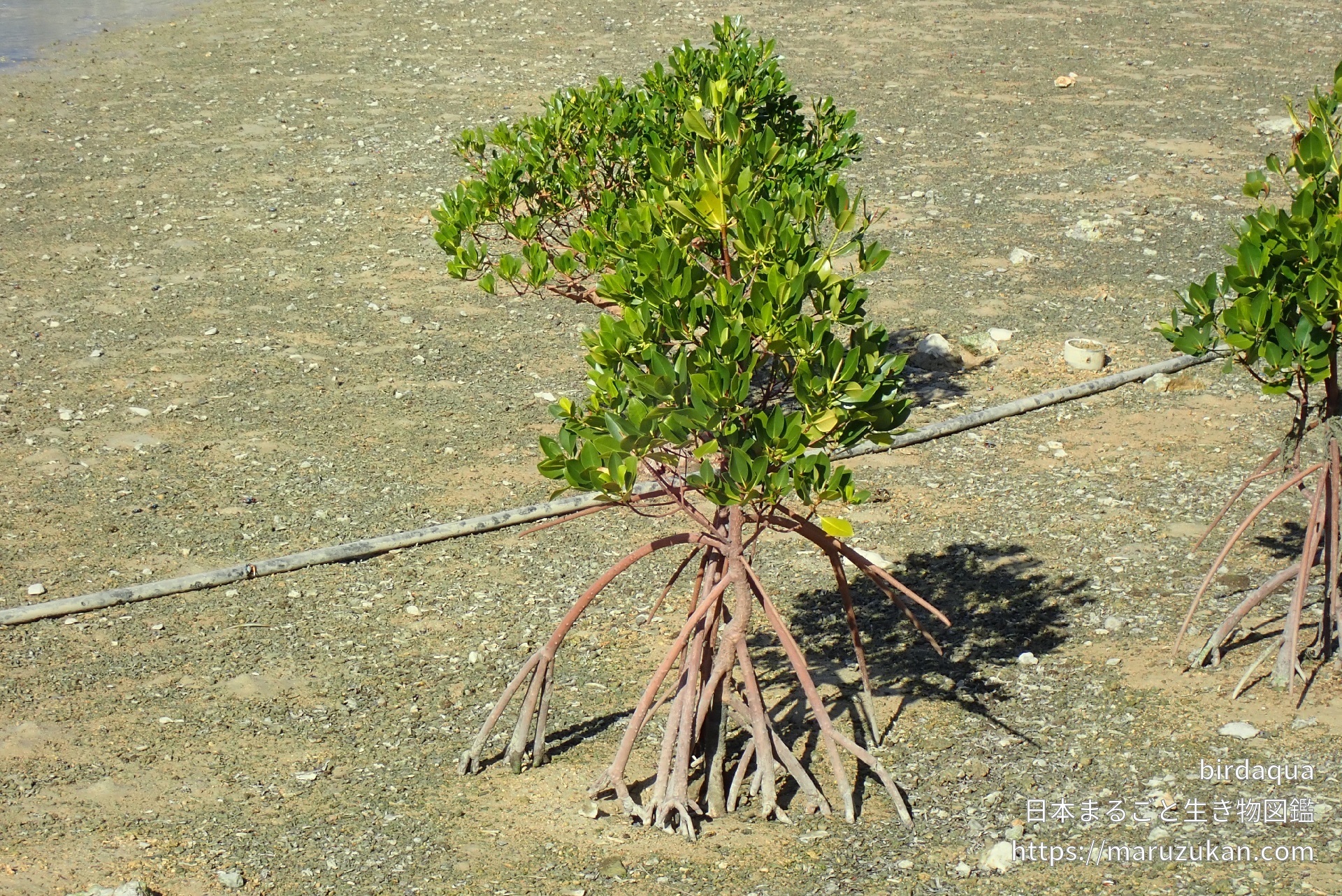 ヤエヤマヒルギ| 日本まるごと生き物図鑑