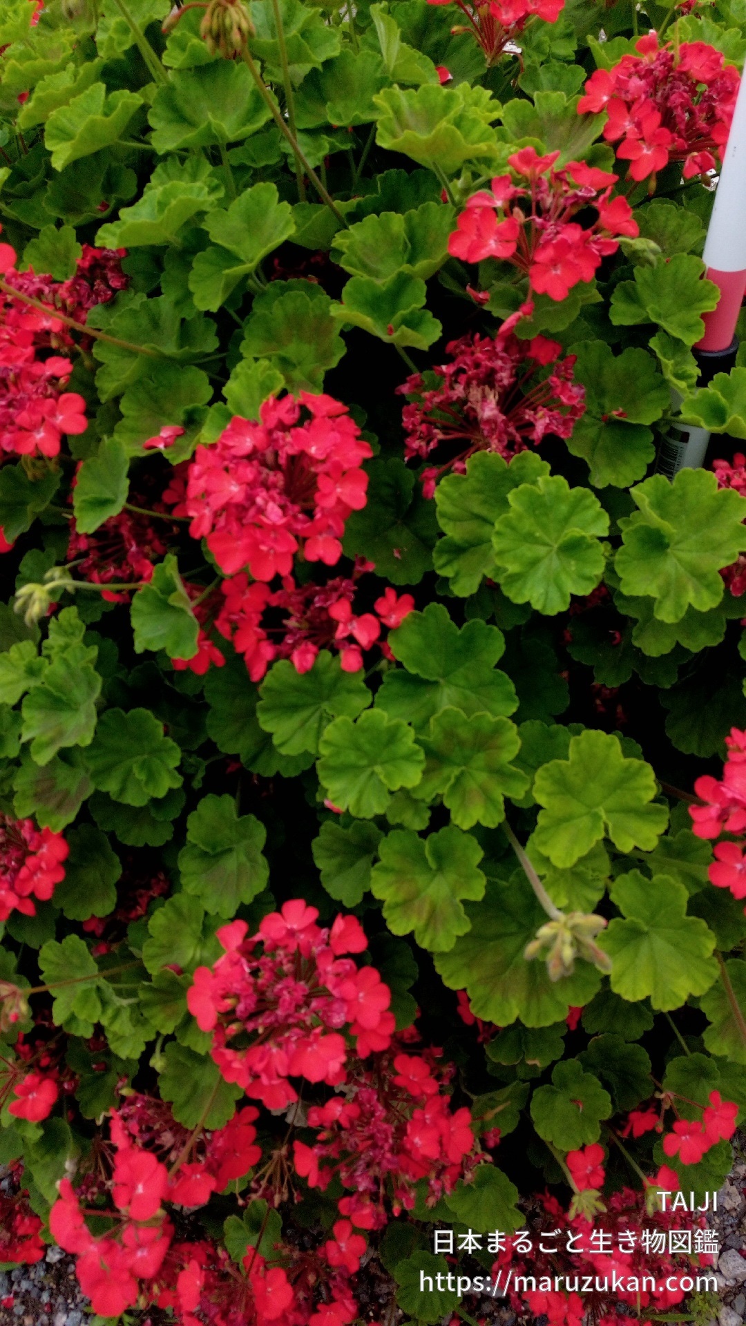 ハナテンジクアオイ 日本まるごと生き物図鑑