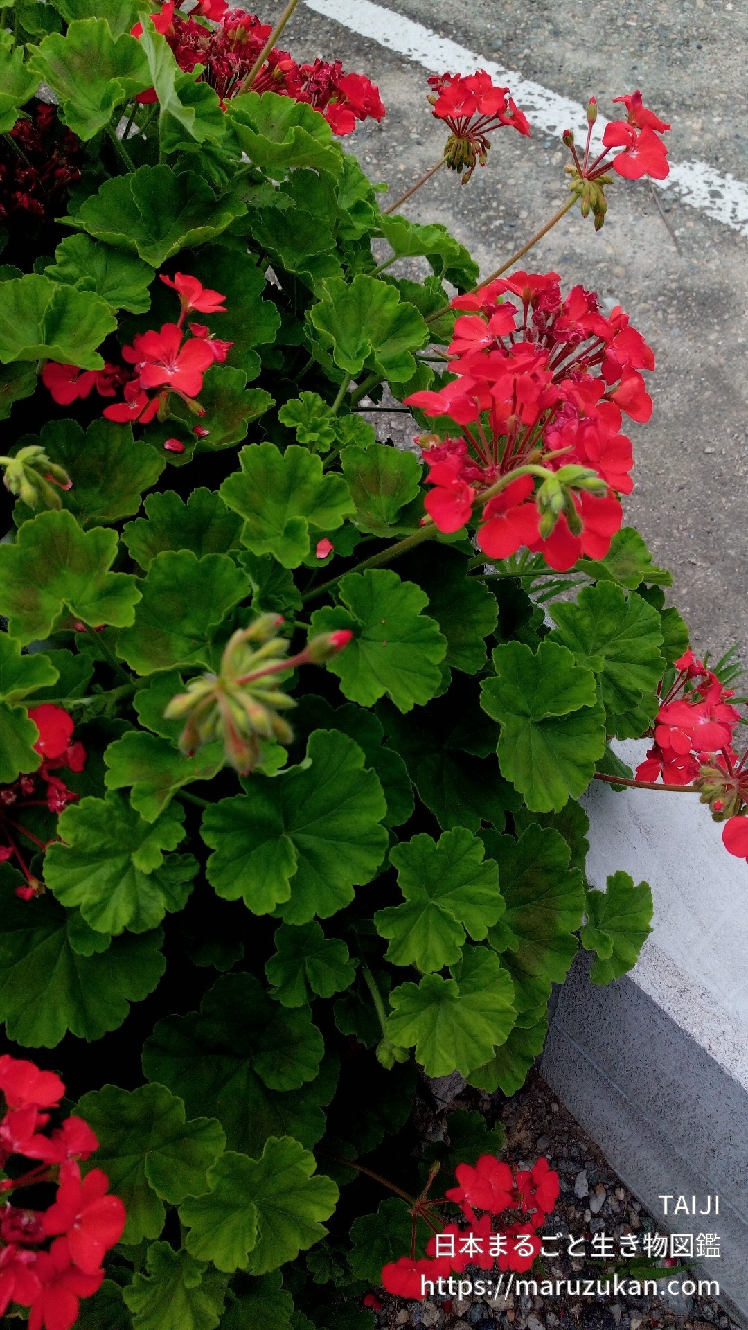 ハナテンジクアオイ 日本まるごと生き物図鑑