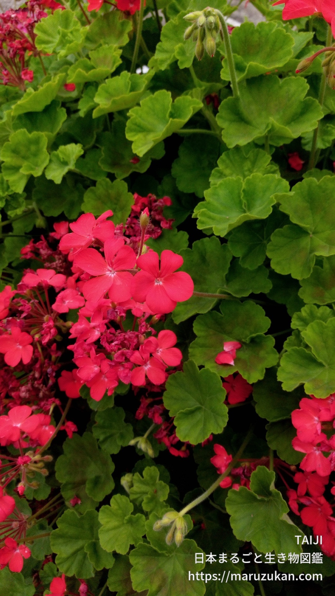 ハナテンジクアオイ 日本まるごと生き物図鑑