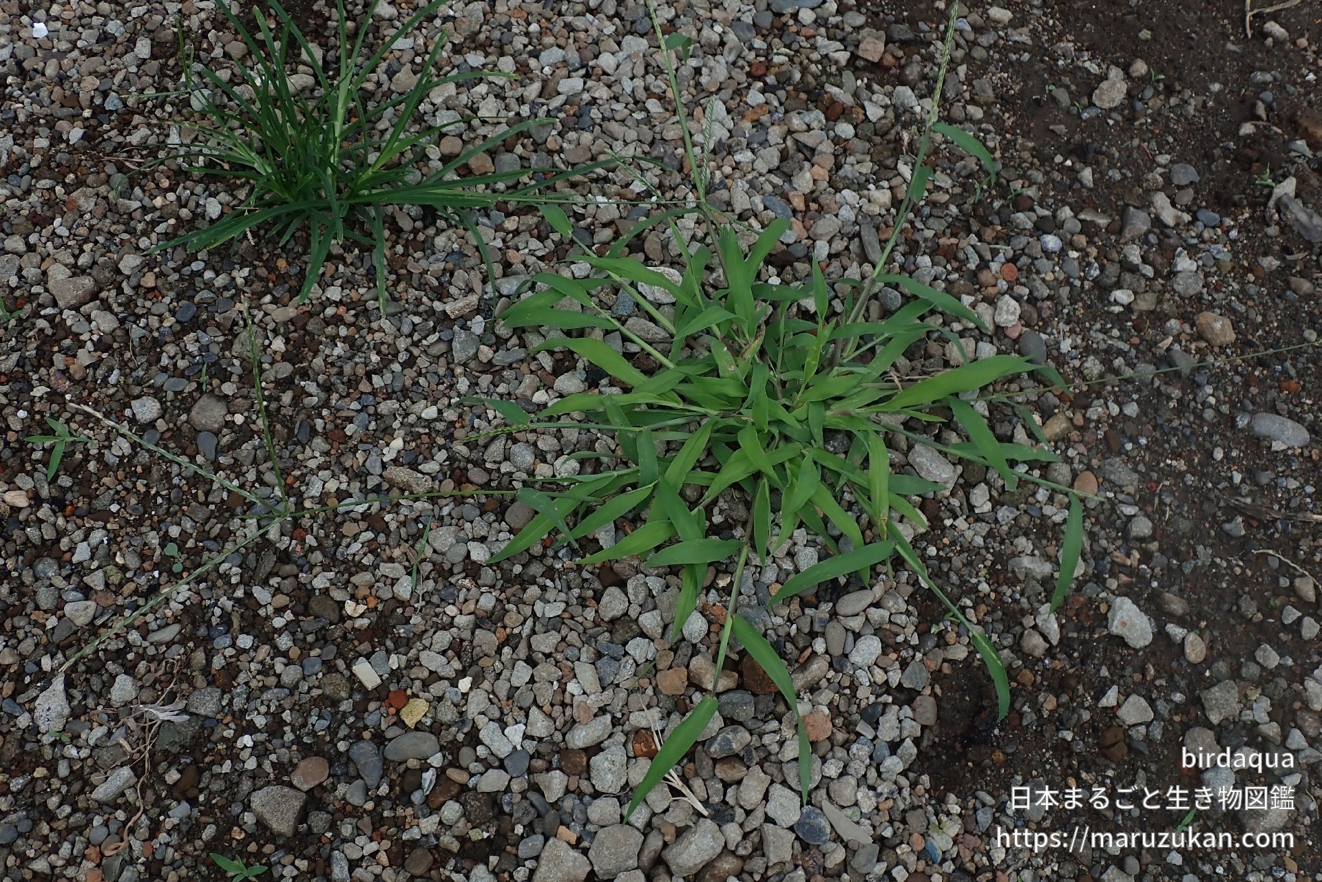 メヒシバ 日本まるごと生き物図鑑