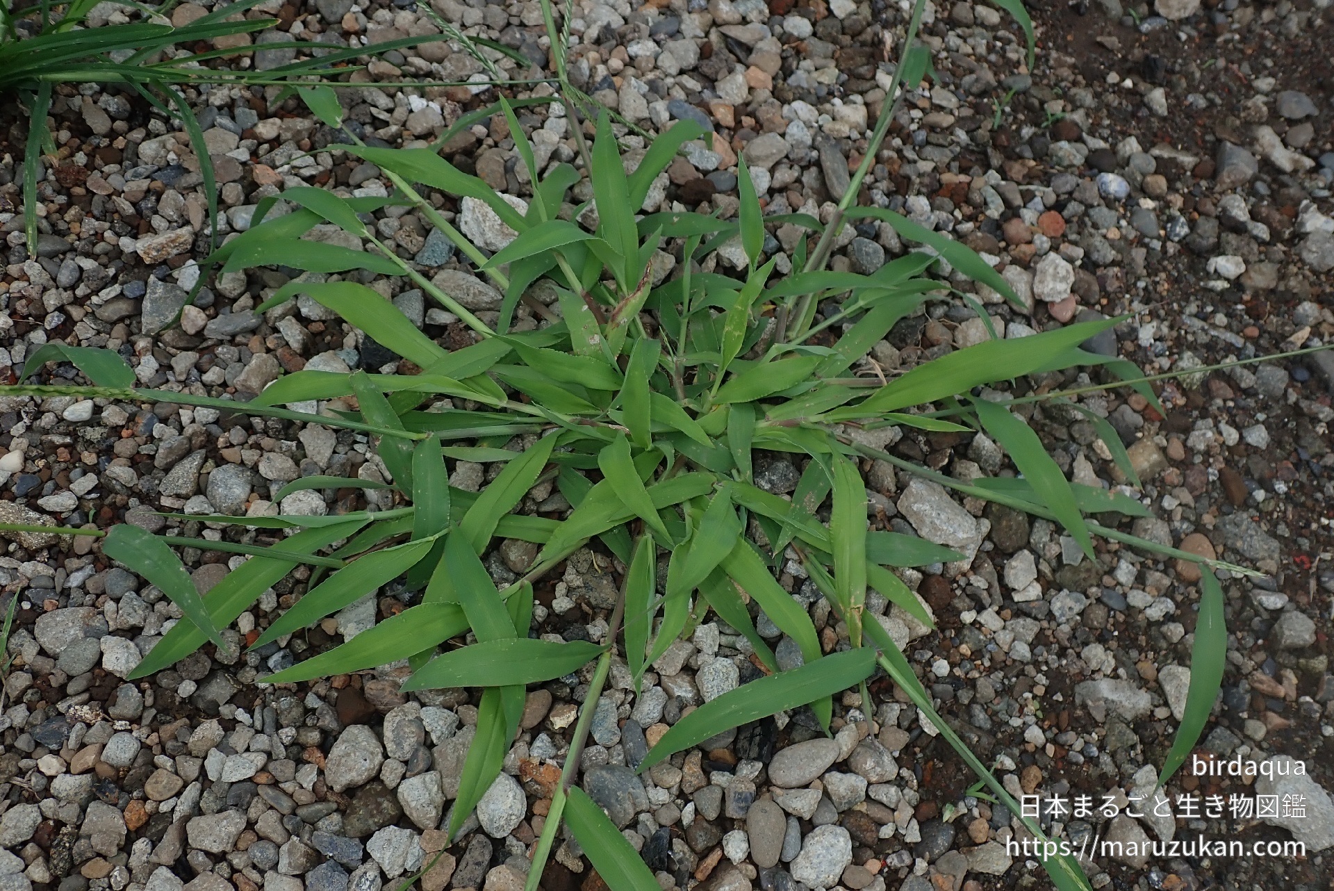 メヒシバ 日本まるごと生き物図鑑