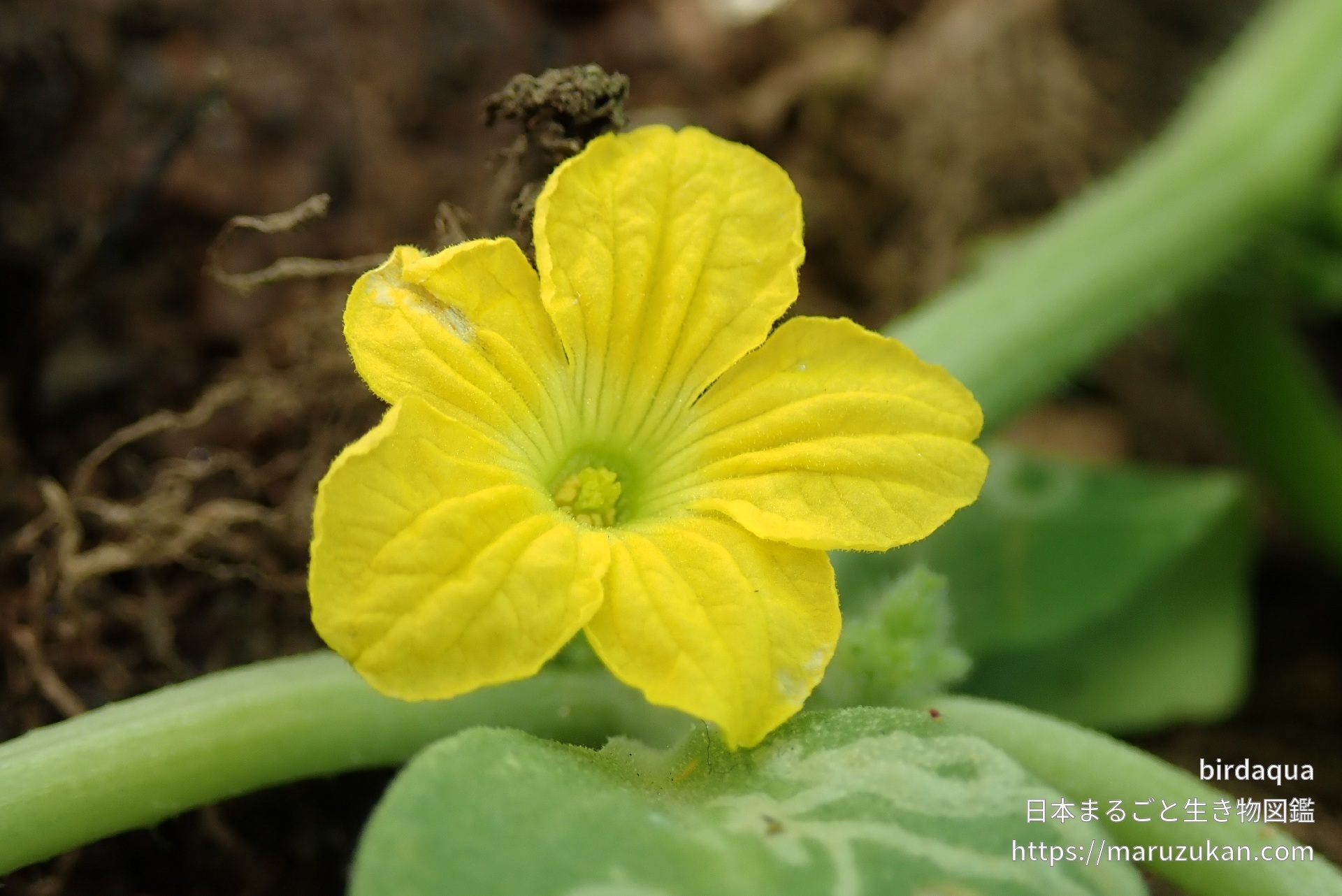 メロン 日本まるごと生き物図鑑