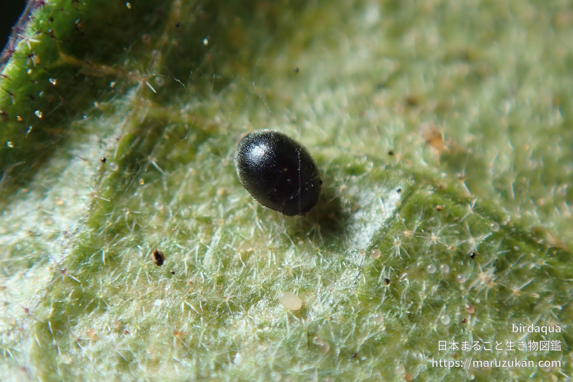 ハダニクロヒメテントウ 日本まるごと生き物図鑑