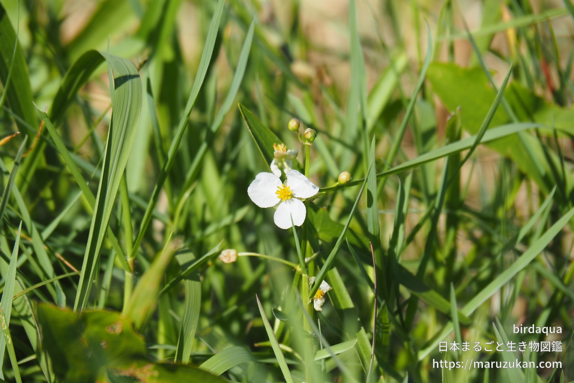 オモダカ 日本まるごと生き物図鑑