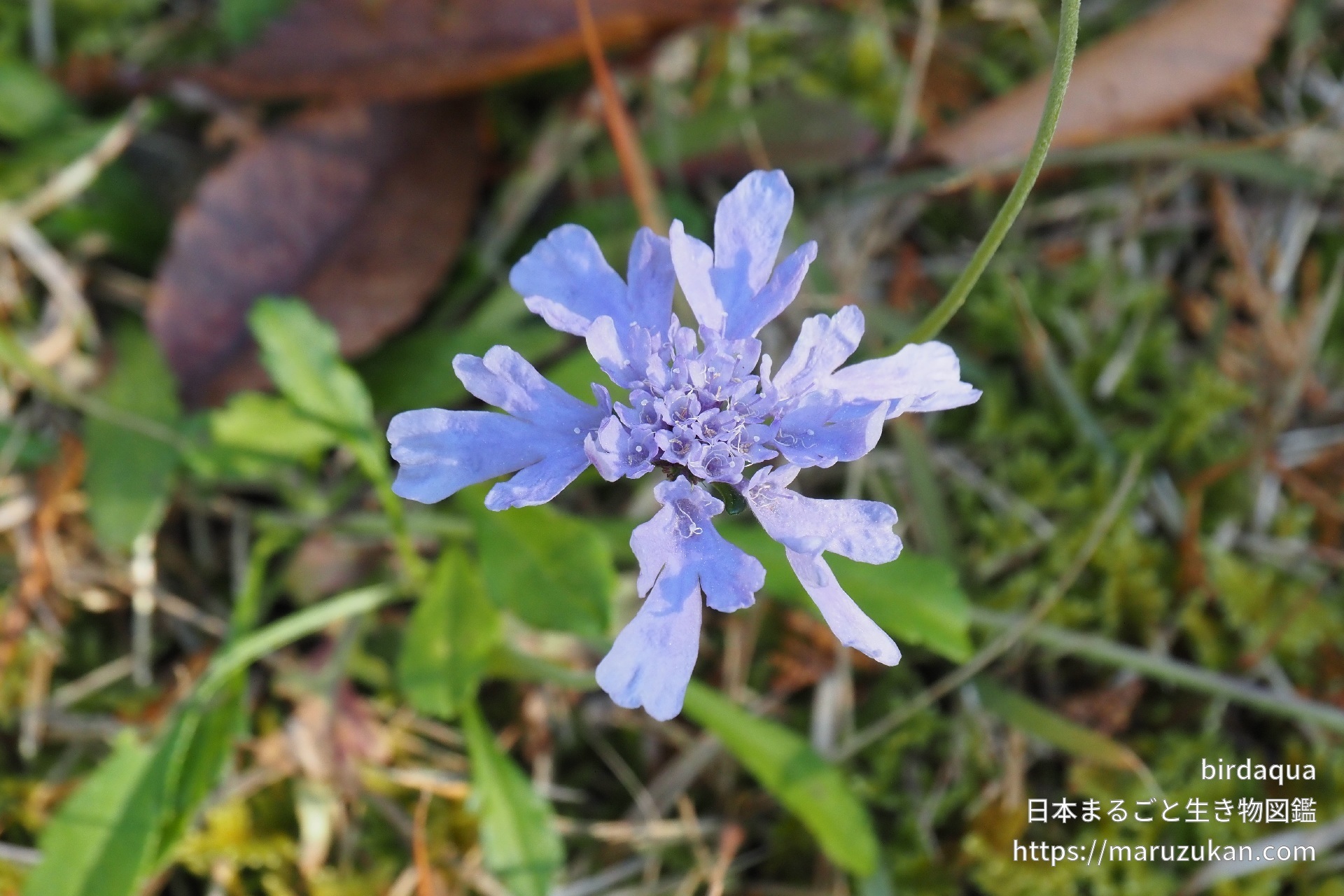 マツムシソウ 日本まるごと生き物図鑑