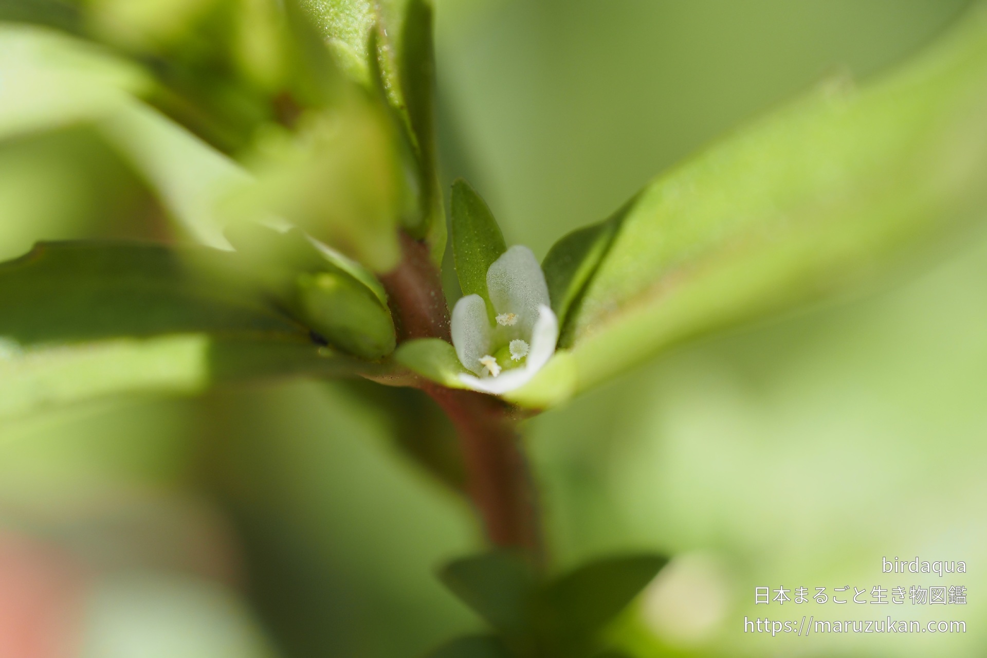 ムシクサ 日本まるごと生き物図鑑