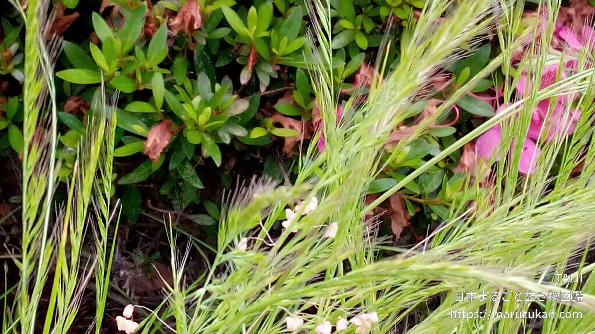 ナギナタガヤ 日本まるごと生き物図鑑