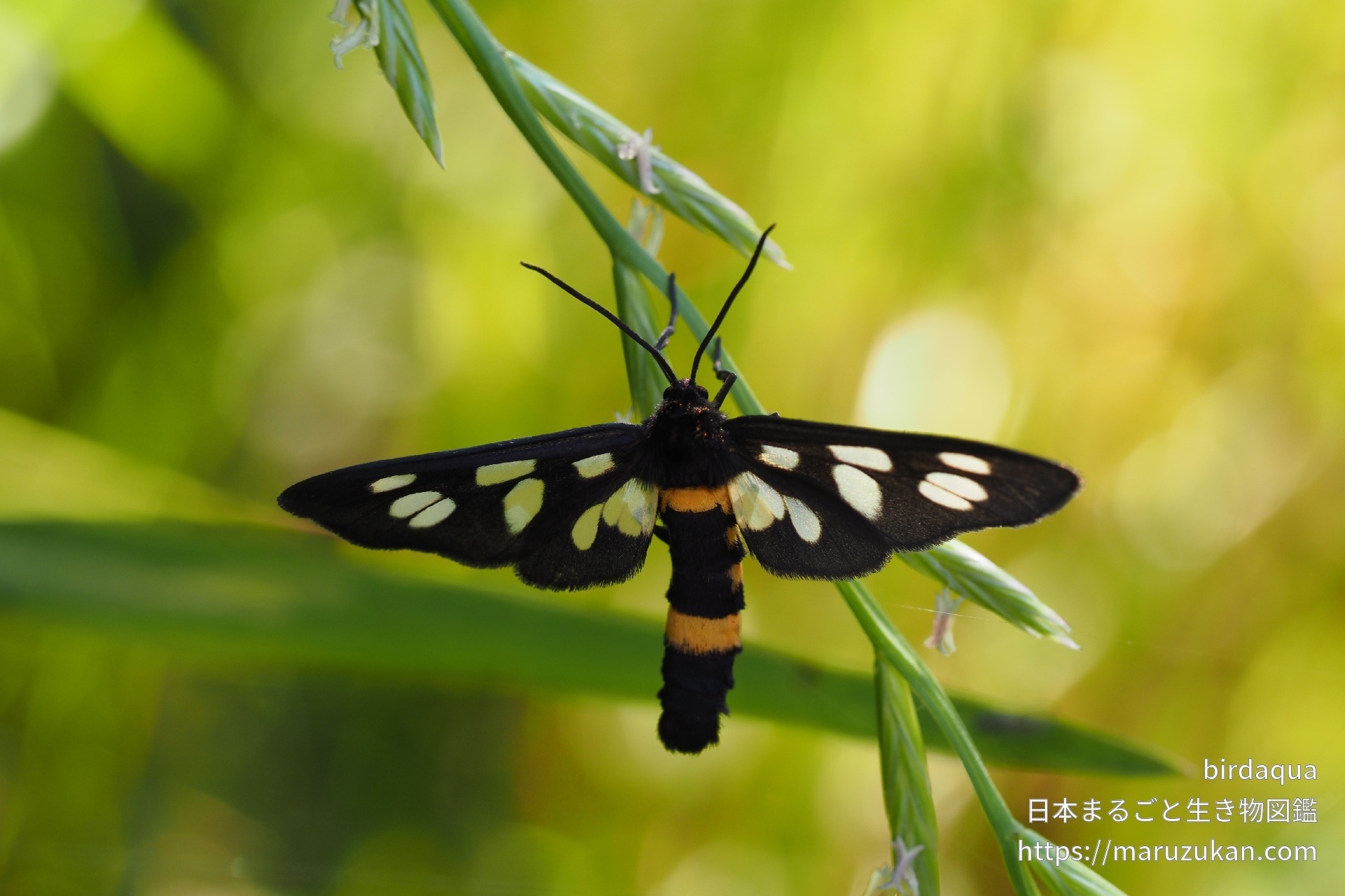カノコガ 日本まるごと生き物図鑑 カノコガ 日本まるごと生き物図鑑