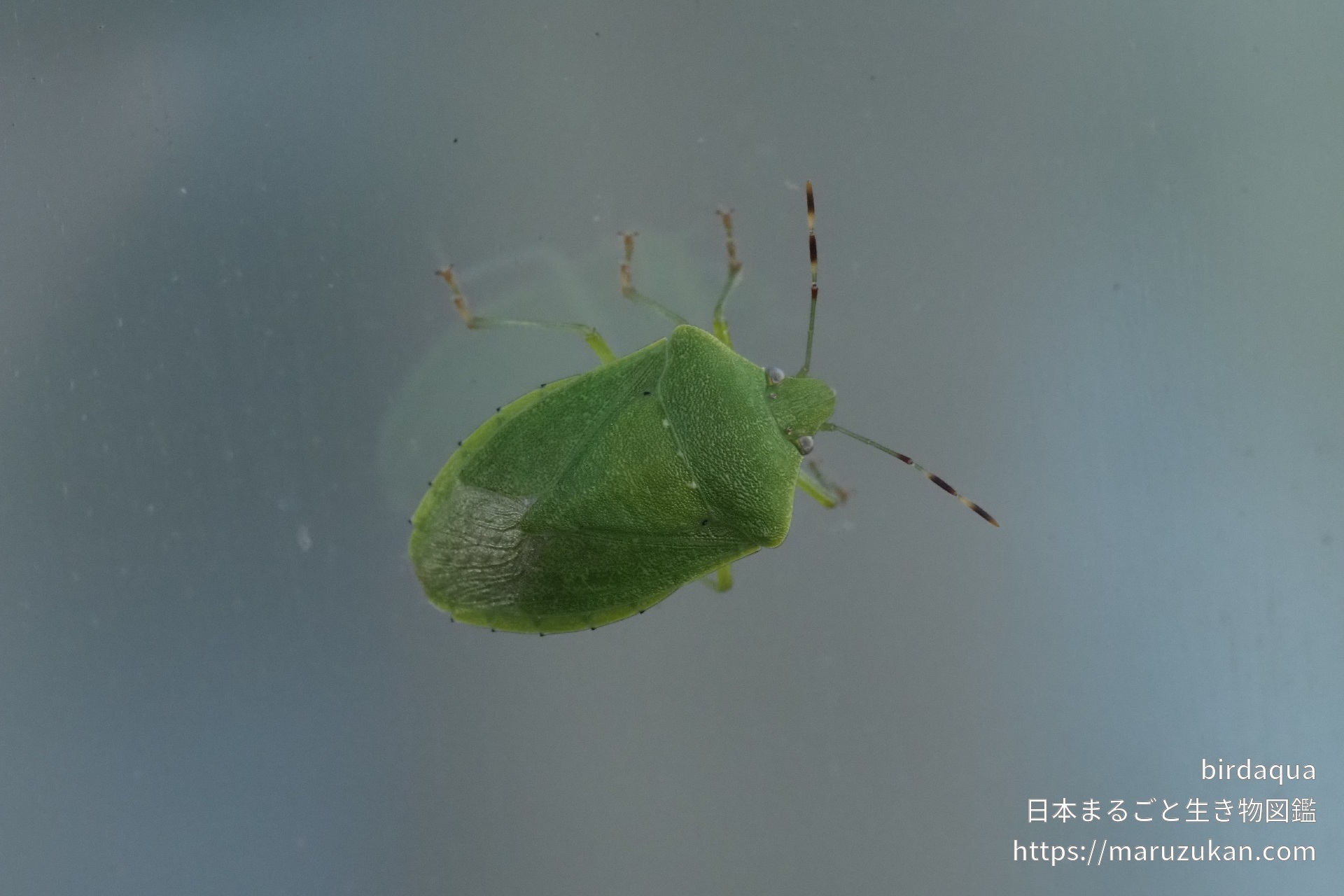 アオクサカメムシ 日本まるごと生き物図鑑