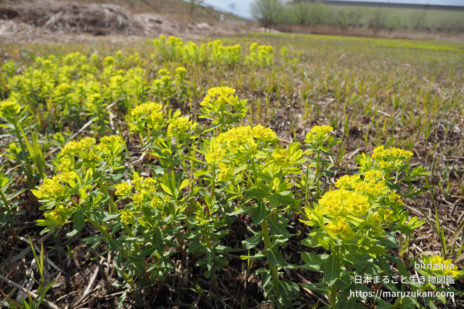 ノウルシ 日本まるごと生き物図鑑