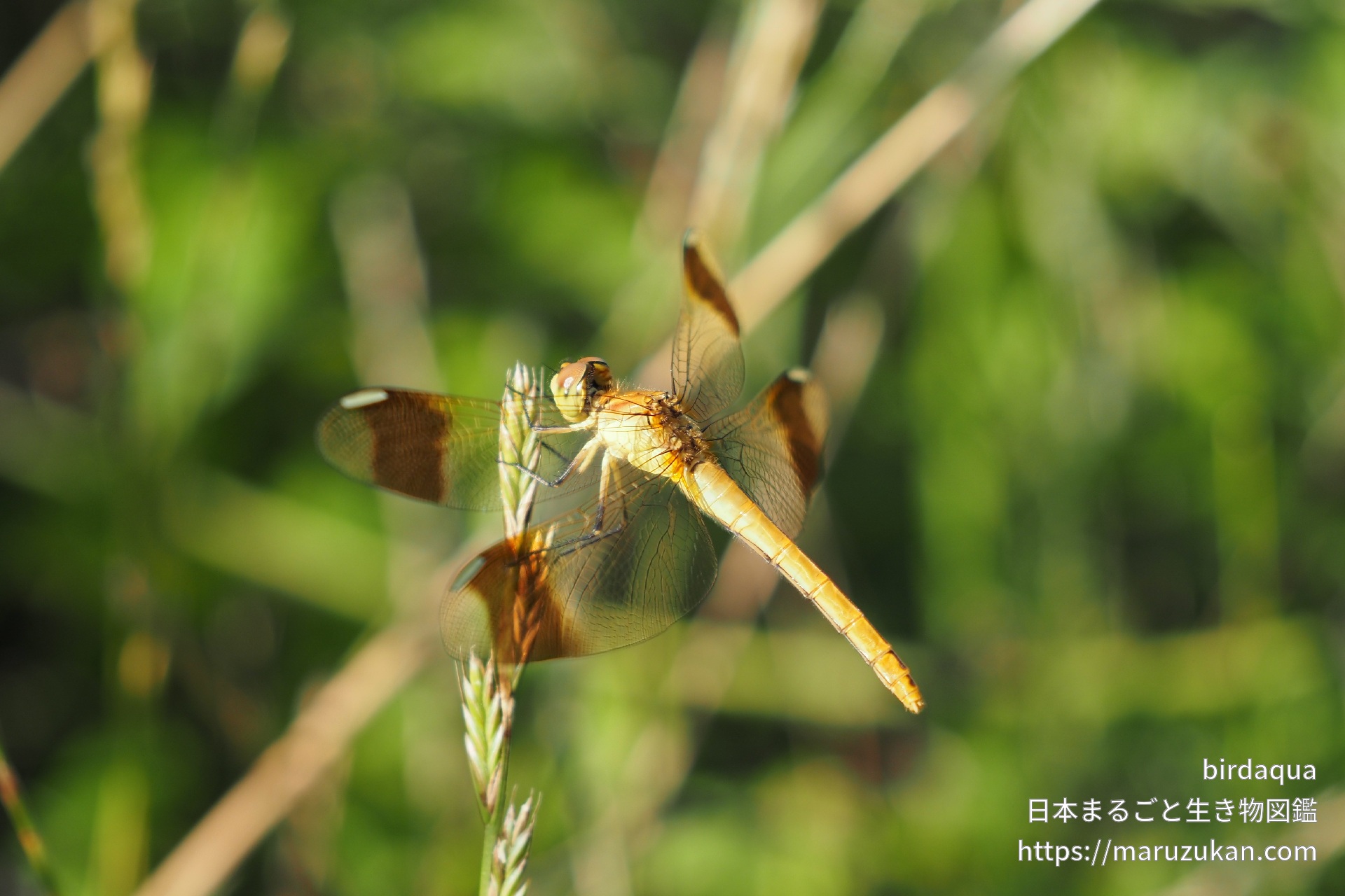 ミヤマアカネ 日本まるごと生き物図鑑