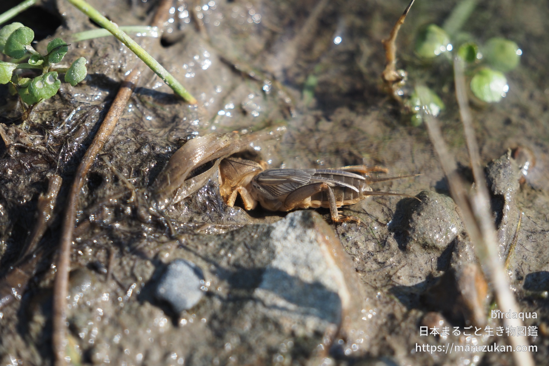 ケラ| 日本まるごと生き物図鑑