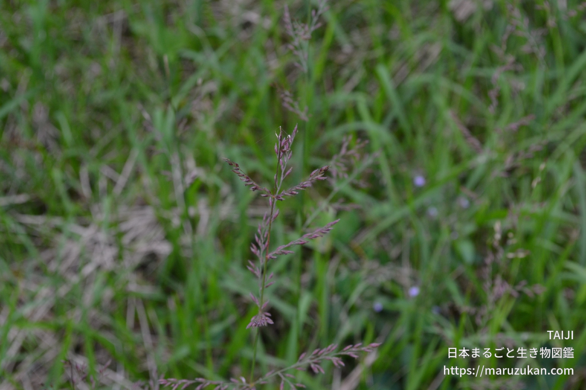 トダシバ 日本まるごと生き物図鑑