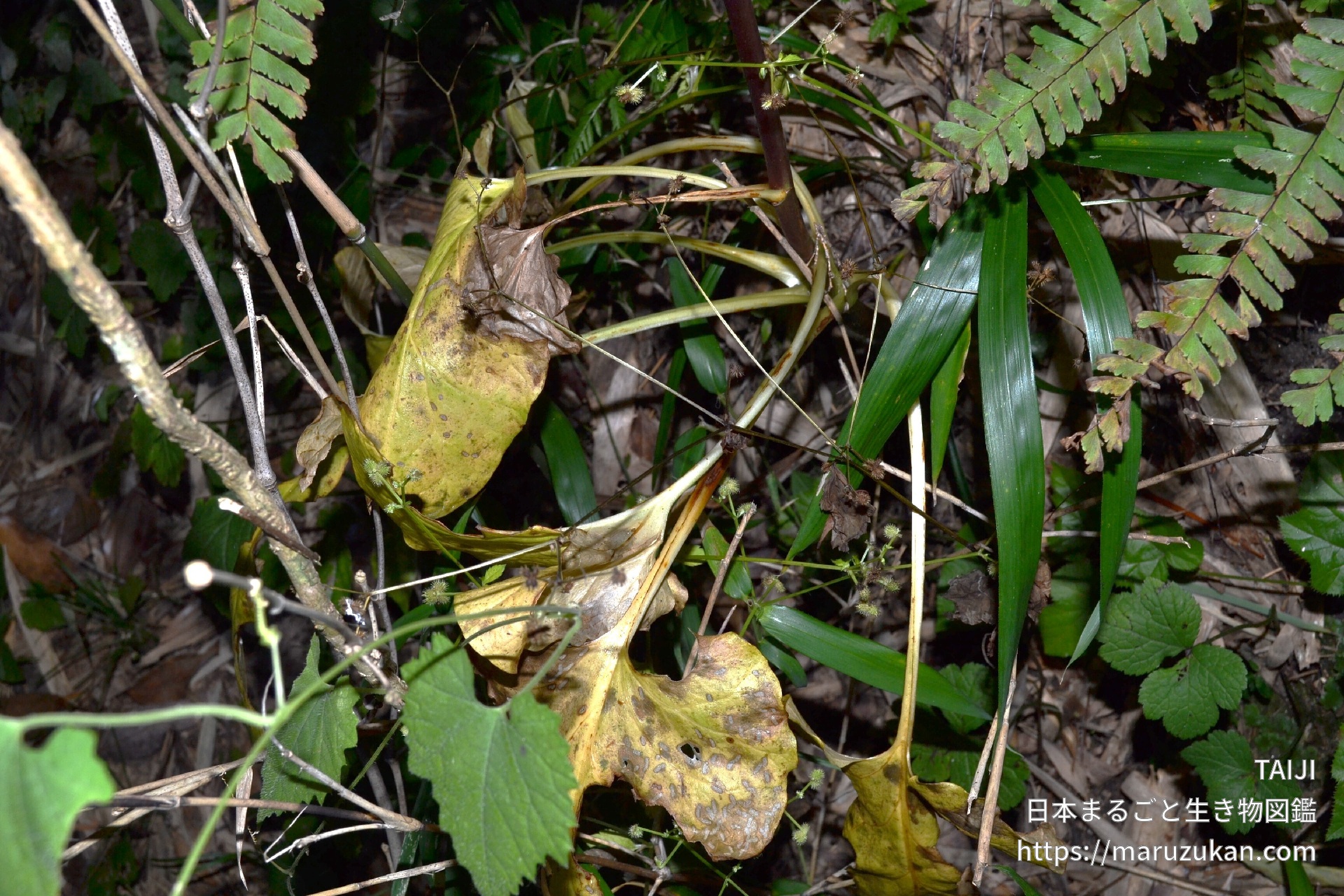 ウバユリ 日本まるごと生き物図鑑