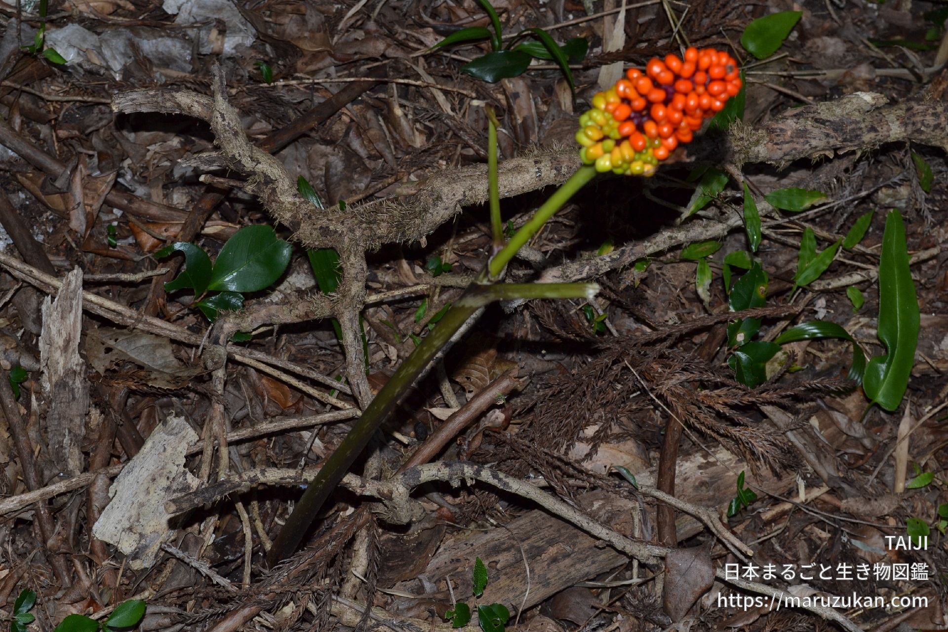 マムシグサ 日本まるごと生き物図鑑