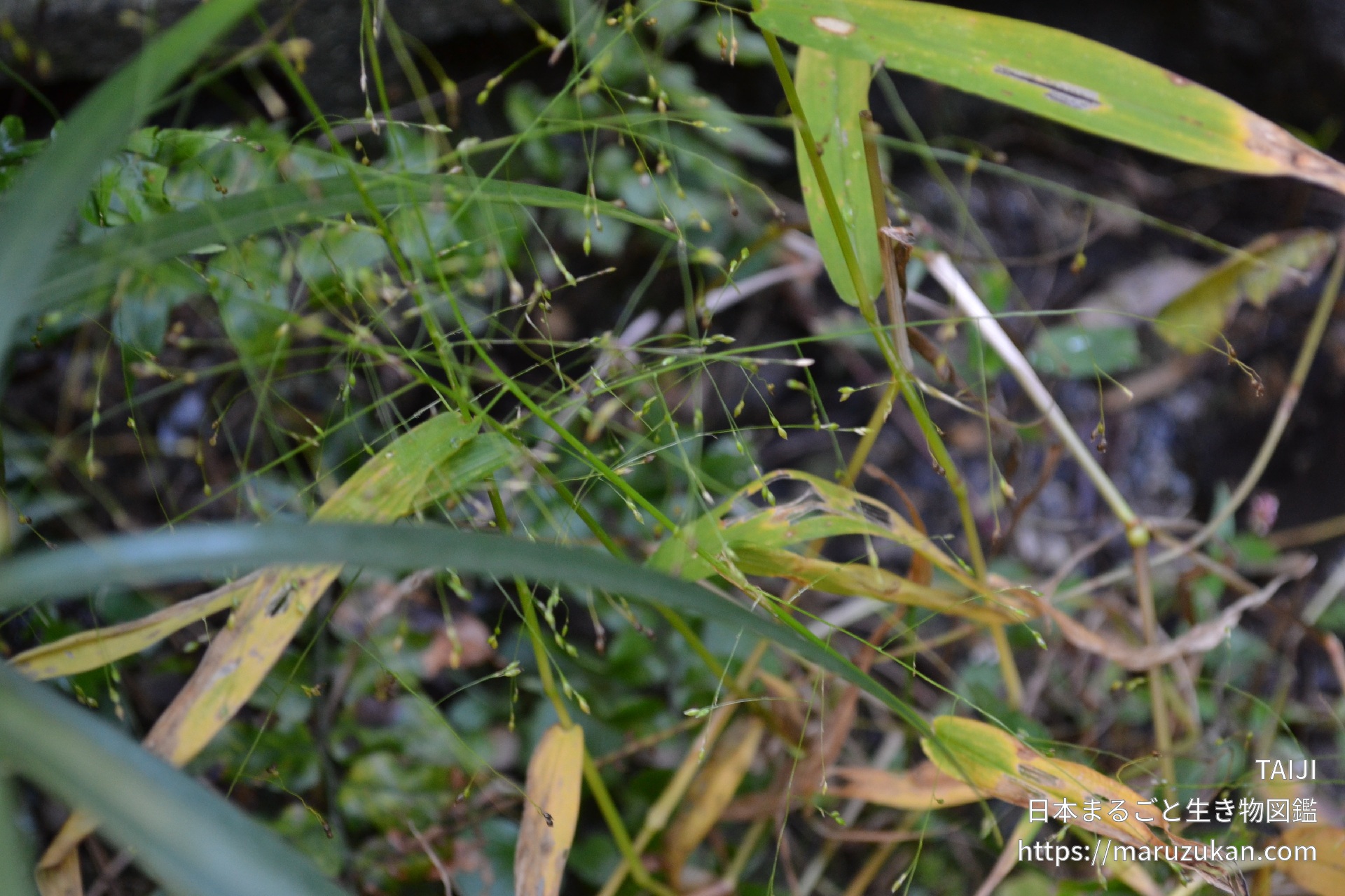 ヌカキビ 日本まるごと生き物図鑑