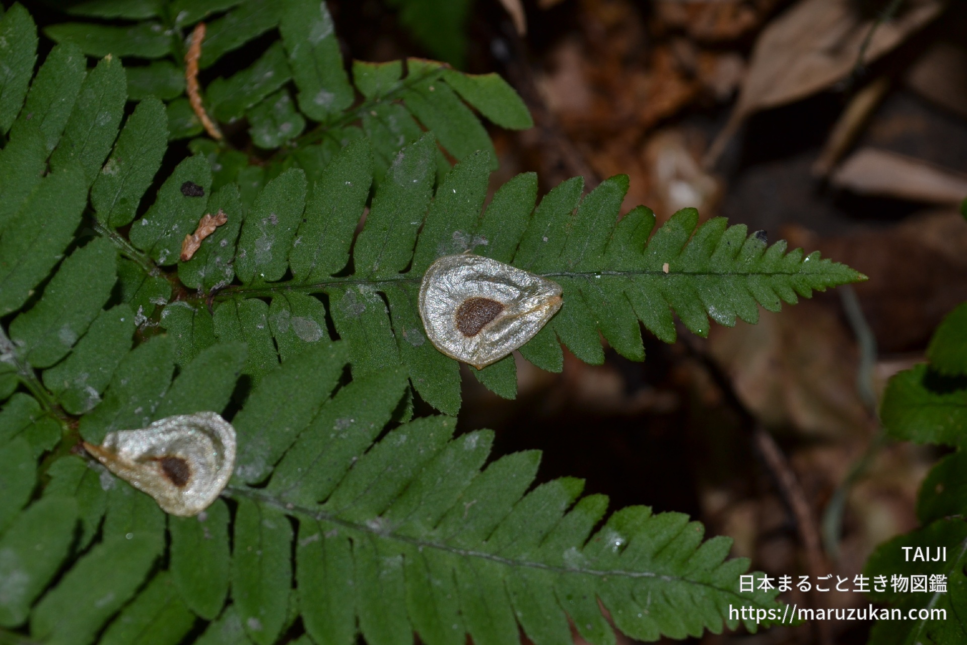 ウバユリ 日本まるごと生き物図鑑