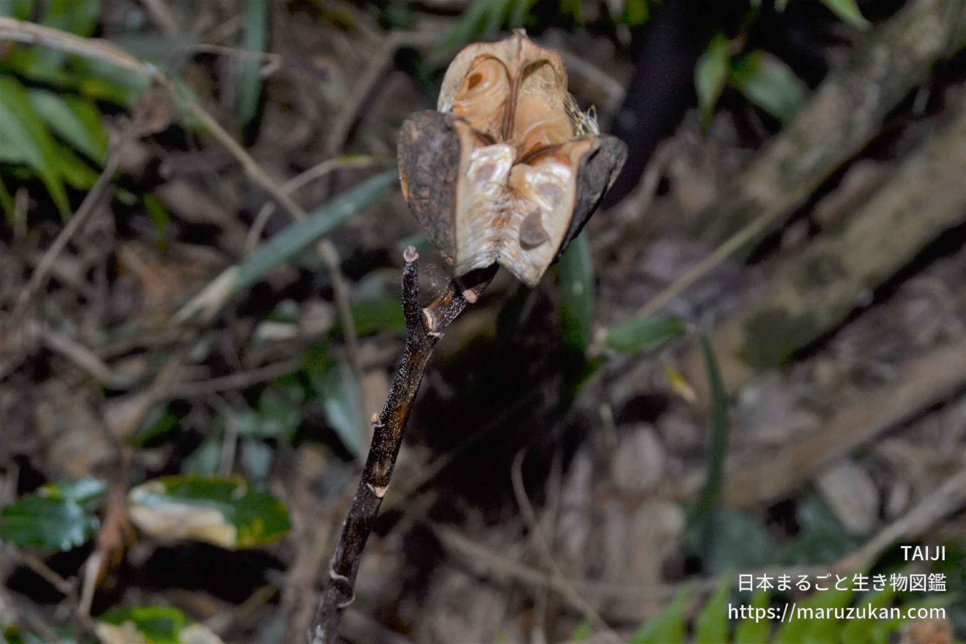ウバユリ 日本まるごと生き物図鑑