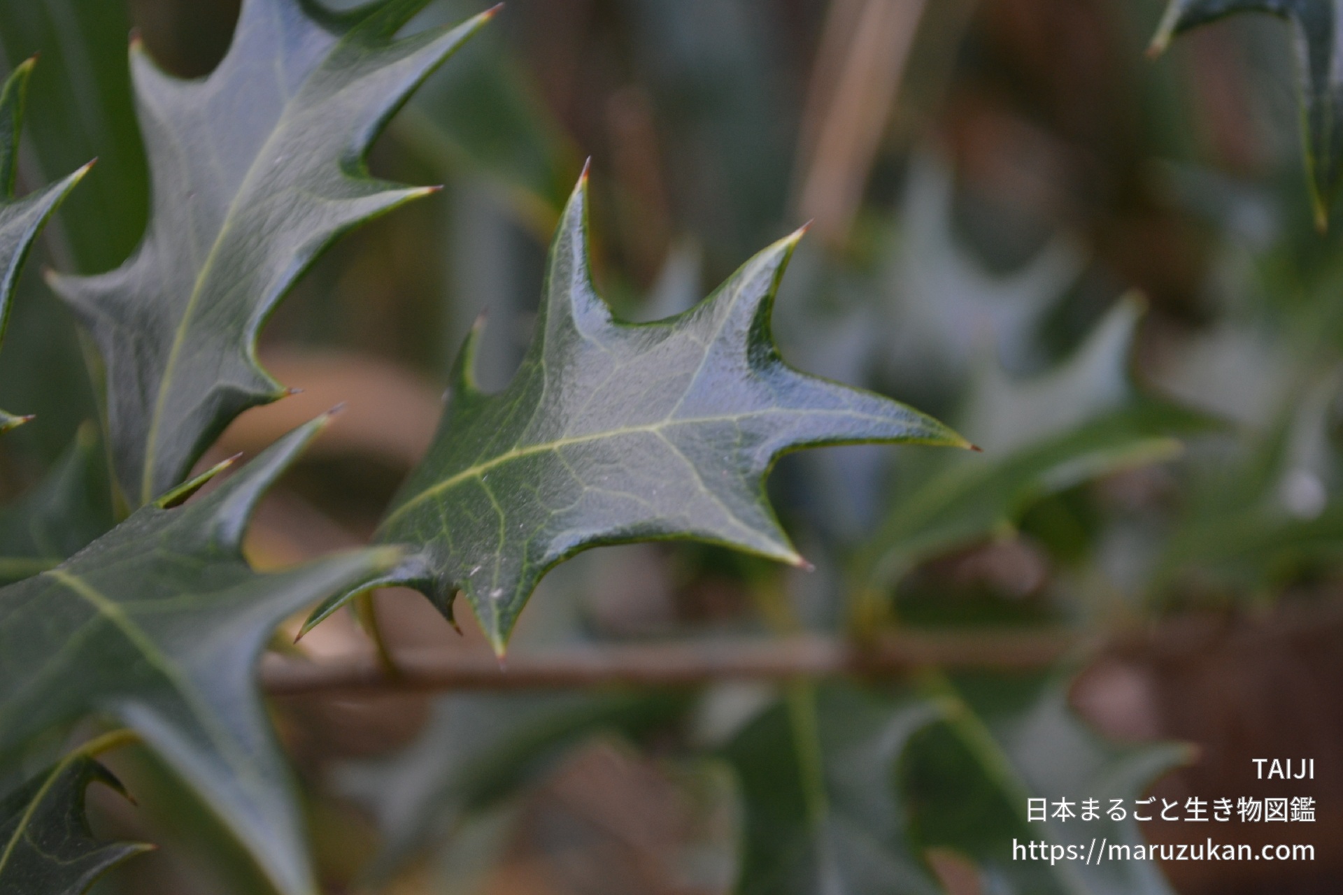 ヒイラギ 日本まるごと生き物図鑑