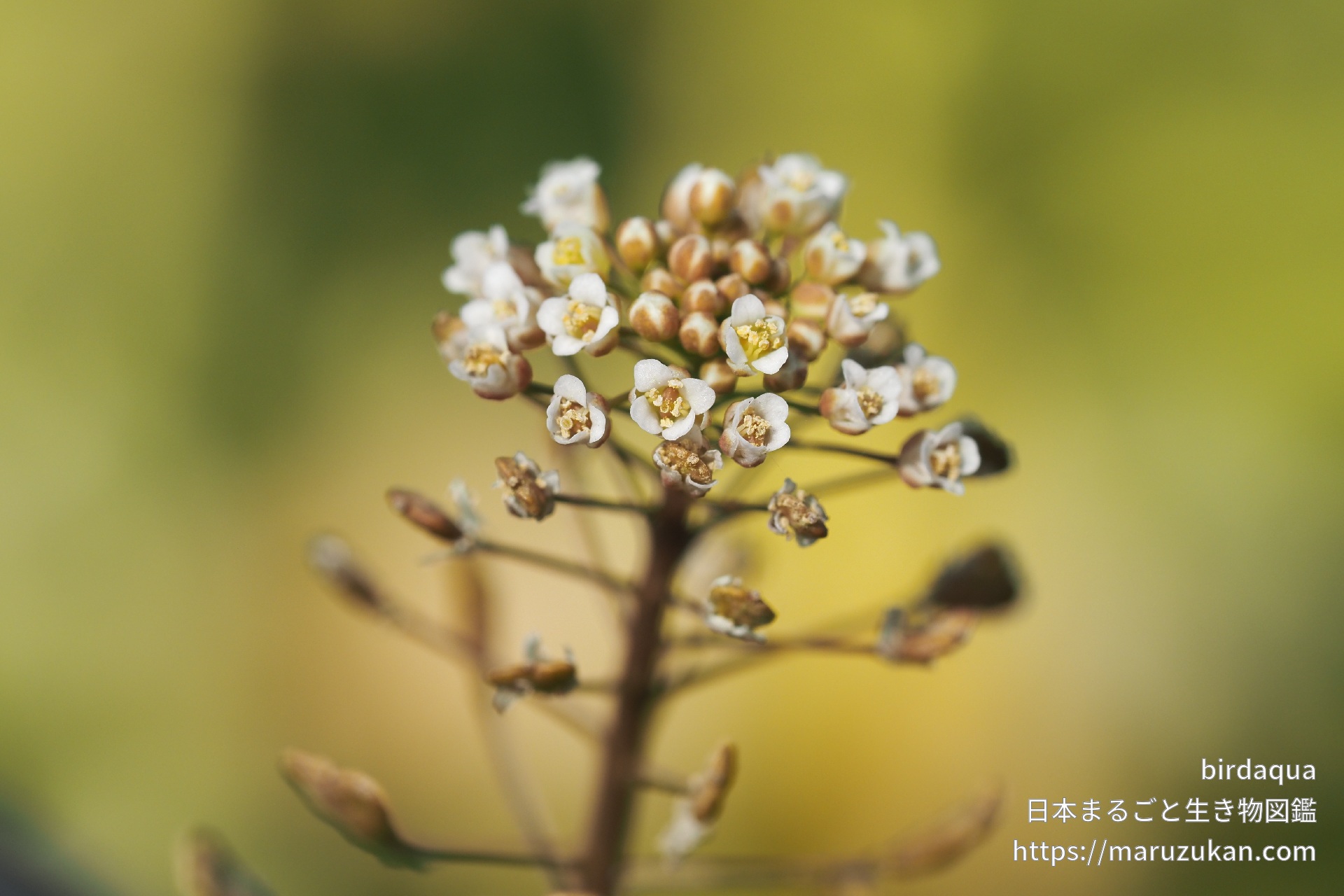 ナズナ 日本まるごと生き物図鑑