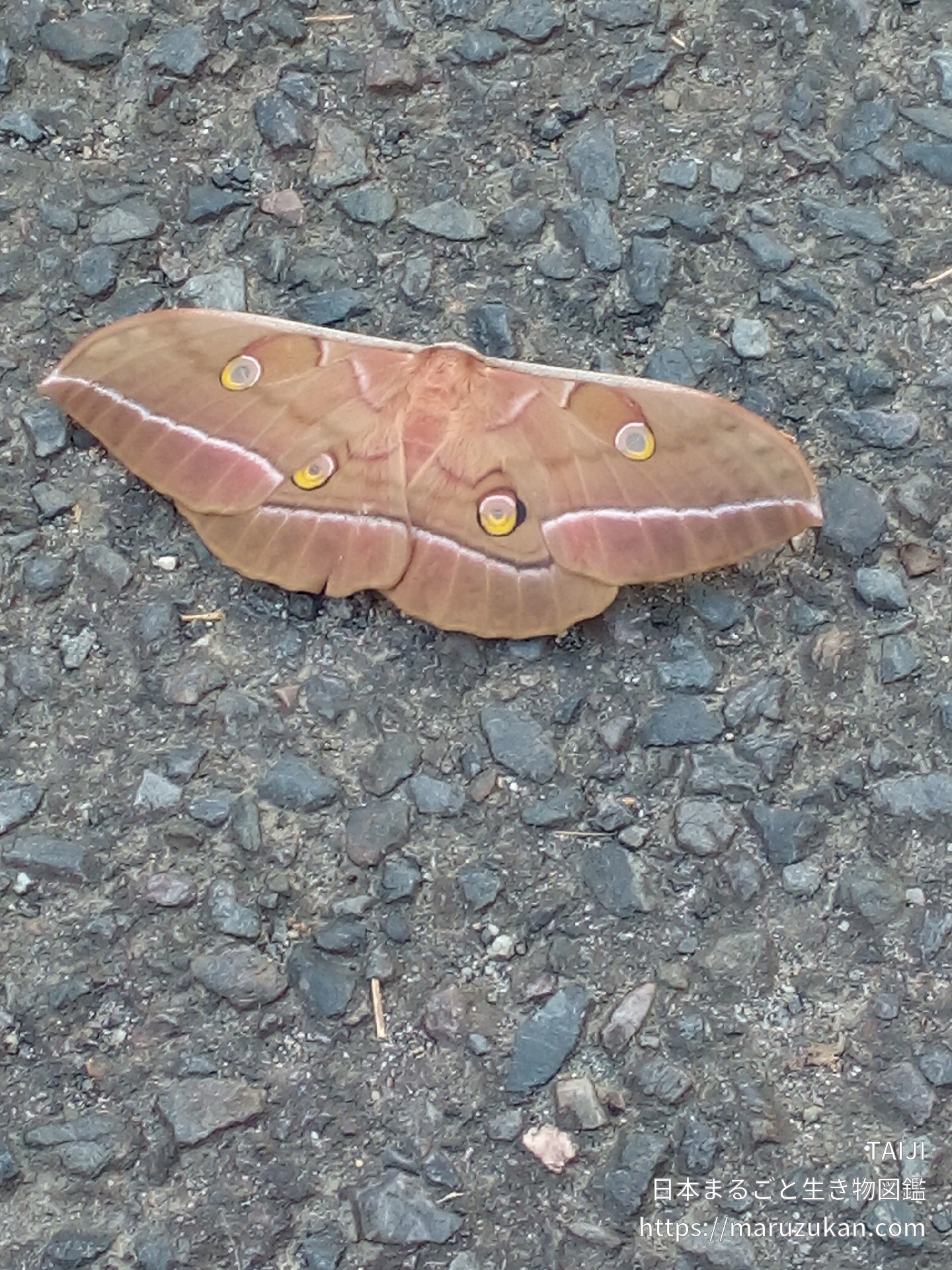 ヤママユ 日本まるごと生き物図鑑