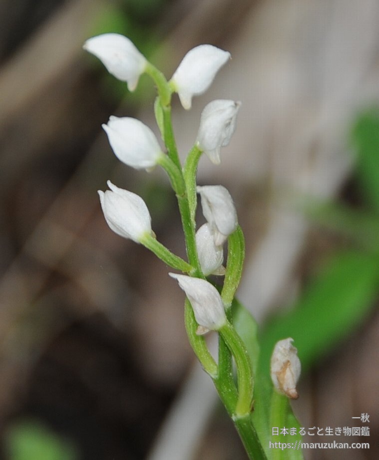 ギンラン 日本まるごと生き物図鑑