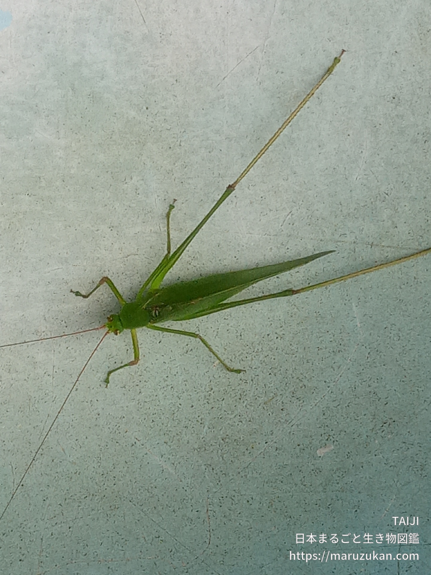 ツユムシ 日本まるごと生き物図鑑