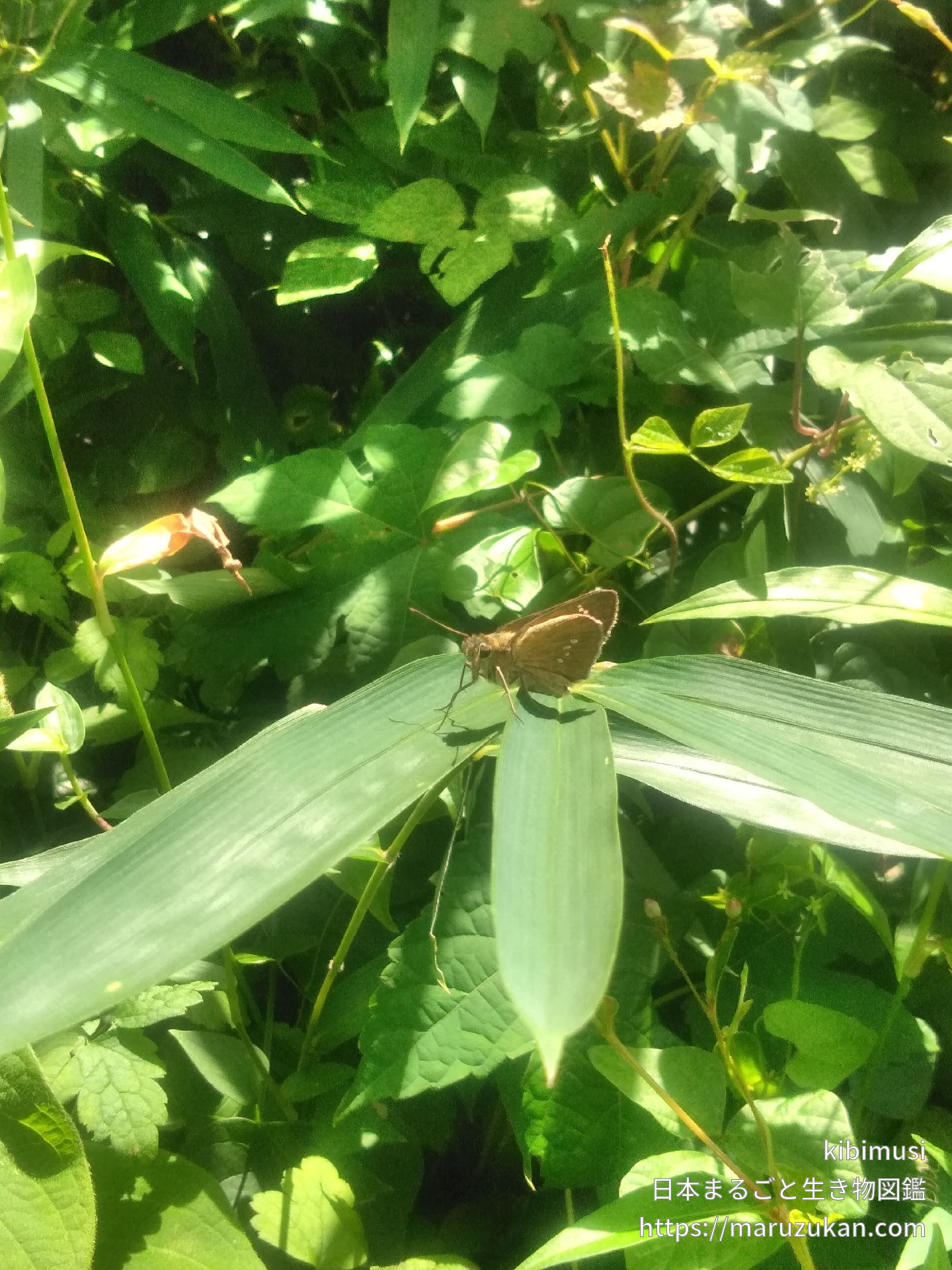 オオチャバネセセリ 日本まるごと生き物図鑑