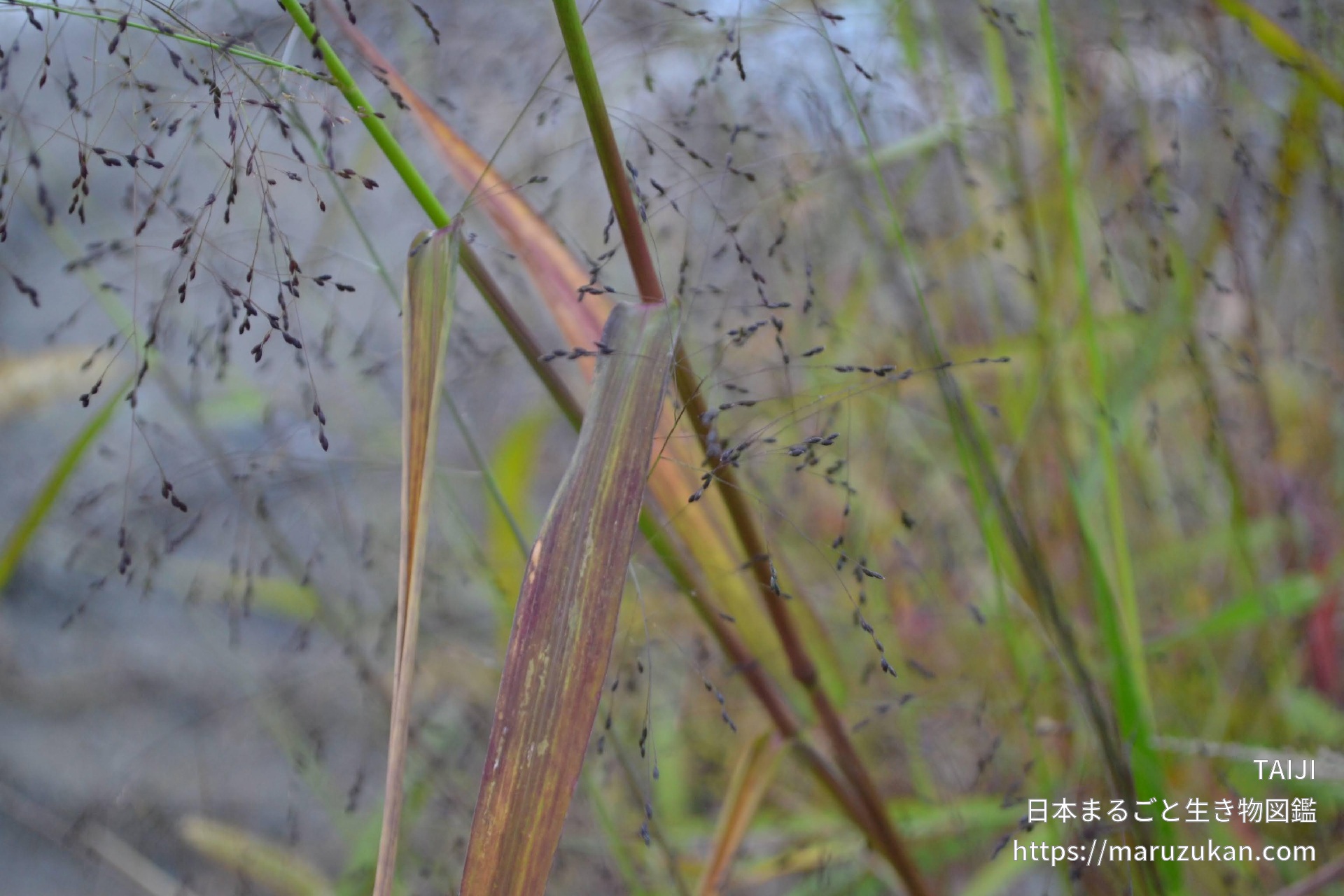 ヌカキビ 日本まるごと生き物図鑑