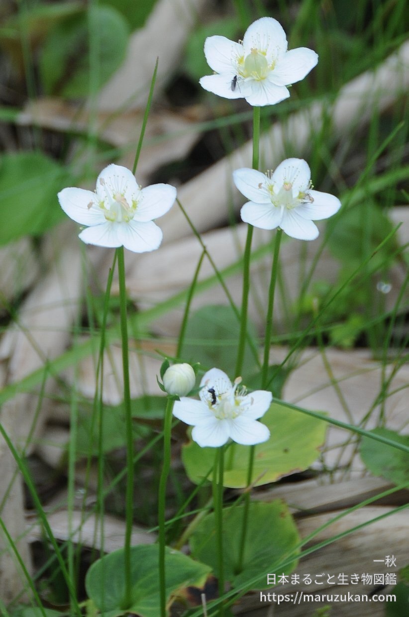 ウメバチソウ 日本まるごと生き物図鑑