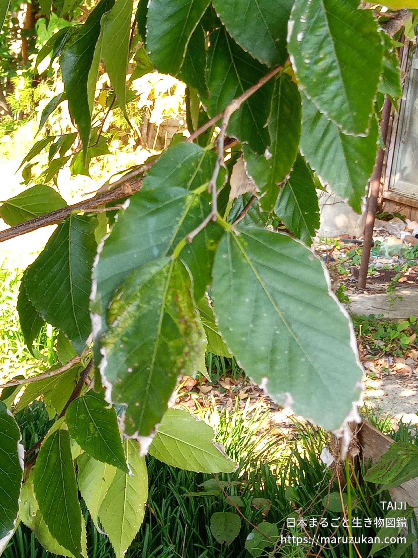 椋の木（ムクノキ）の板（期間限定値下げ） ムクノキ