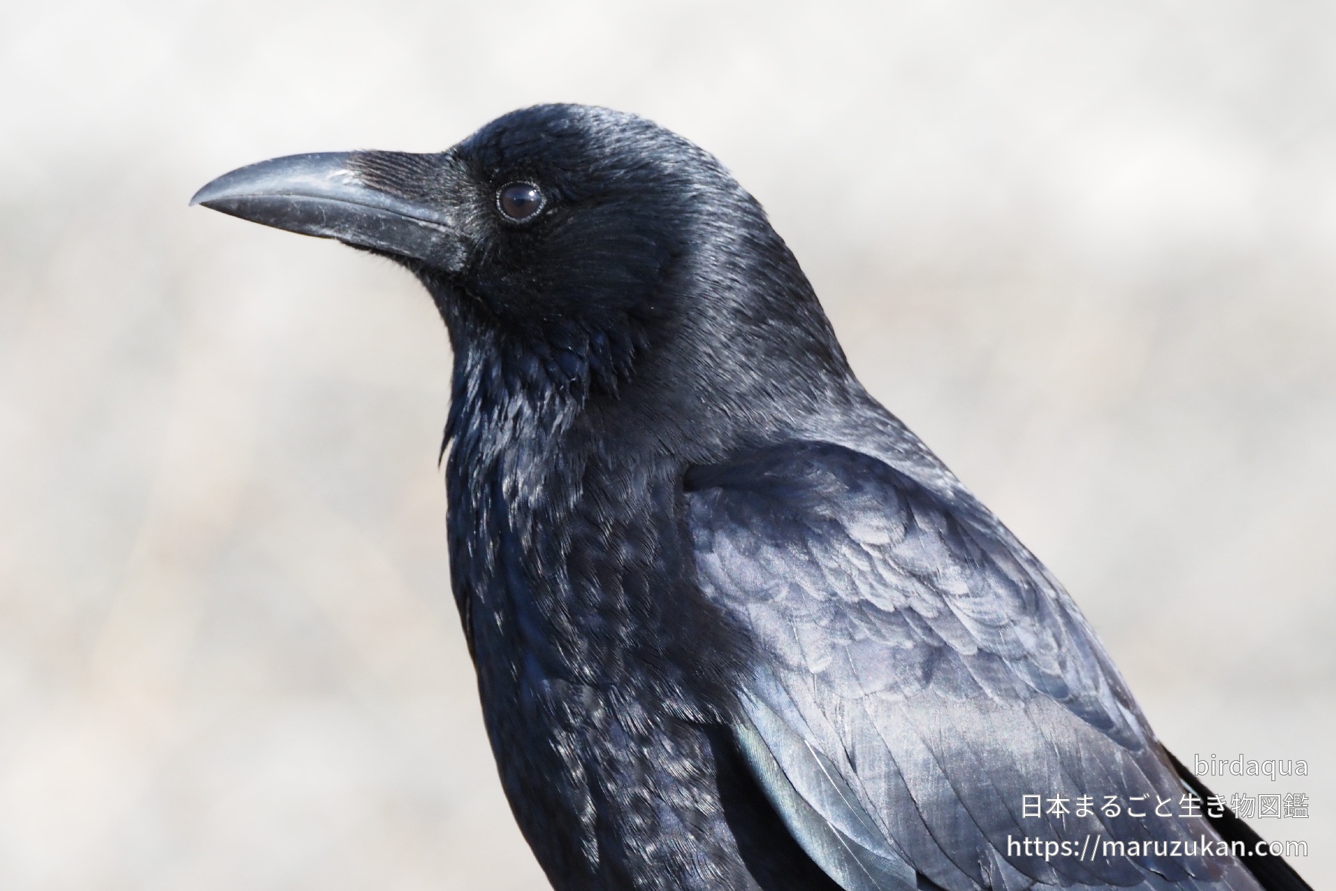 ハシボソガラス| 日本まるごと生き物図鑑