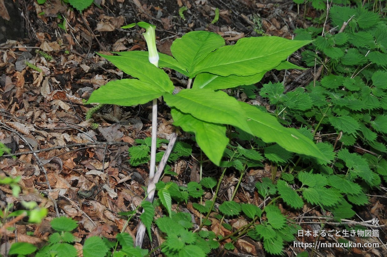 ヒトツバテンナンショウ 日本まるごと生き物図鑑