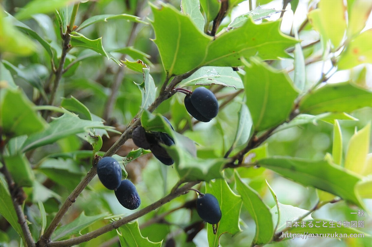 ヒイラギ 日本まるごと生き物図鑑