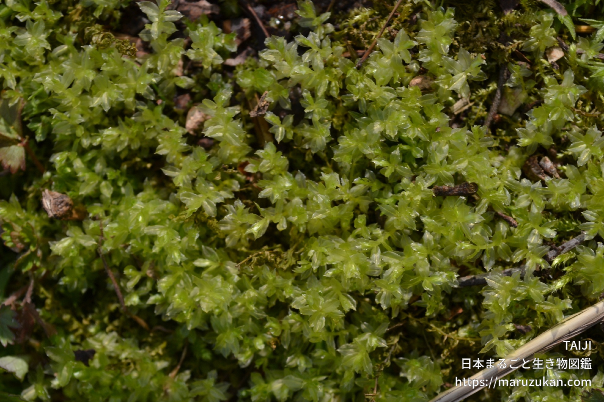 ハリガネゴケ 日本まるごと生き物図鑑
