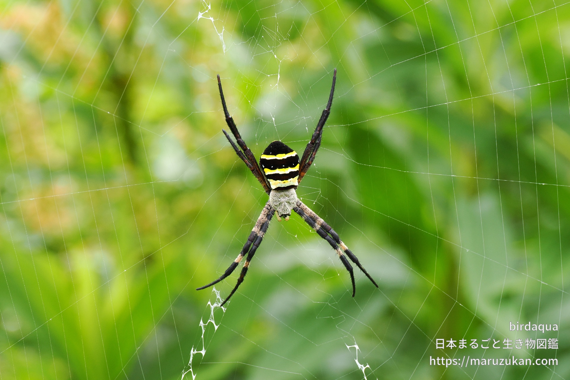 コガネグモ 日本まるごと生き物図鑑