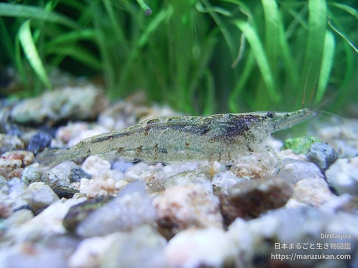 ミナミヌマエビ