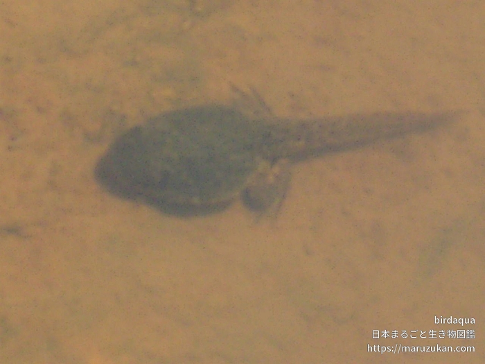 ウシガエル