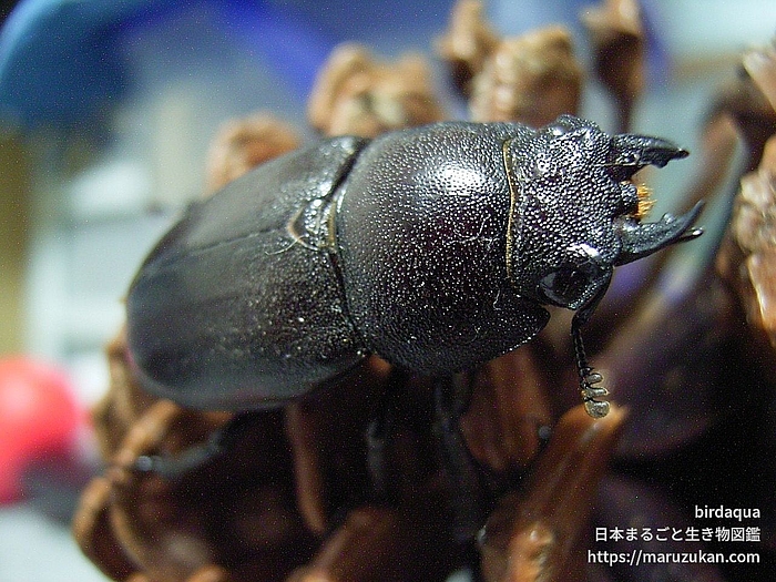 ノコギリクワガタ