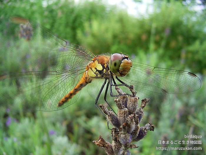 アカネ属の一種